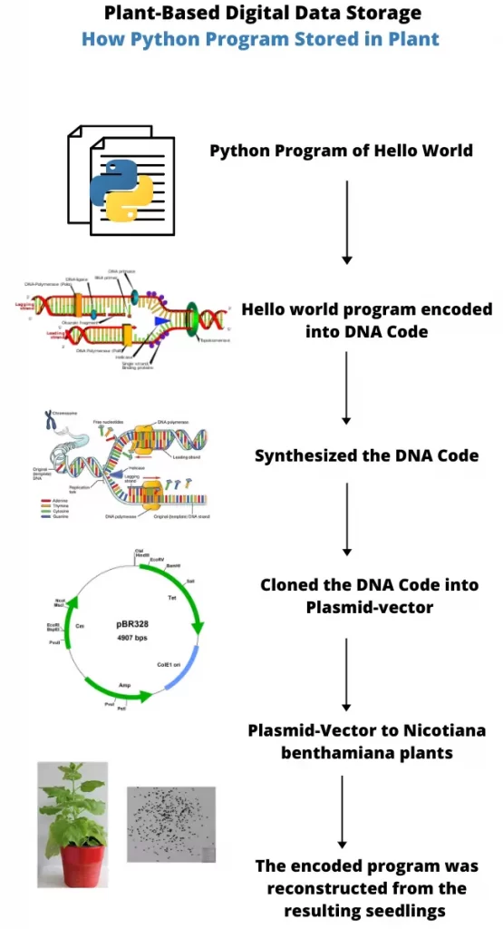 Plant-Based Digital Data Storage